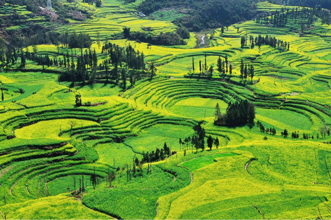 走进春天走进桃花盛开的地方,云南罗平金色花海之旅