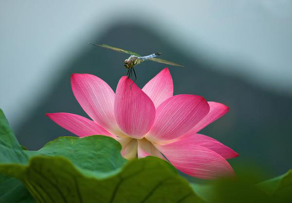 蜻蜓荷花图怎么画,夏天带有荷花蜻蜓的场景画法