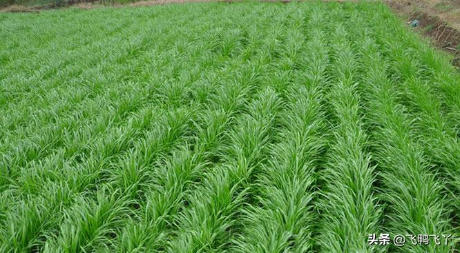 家庭庭院草坪最好种什么品种,庭院草坪草籽哪个品种好