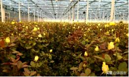 这才是真正的无土栽培,无土栽培都有哪些问题