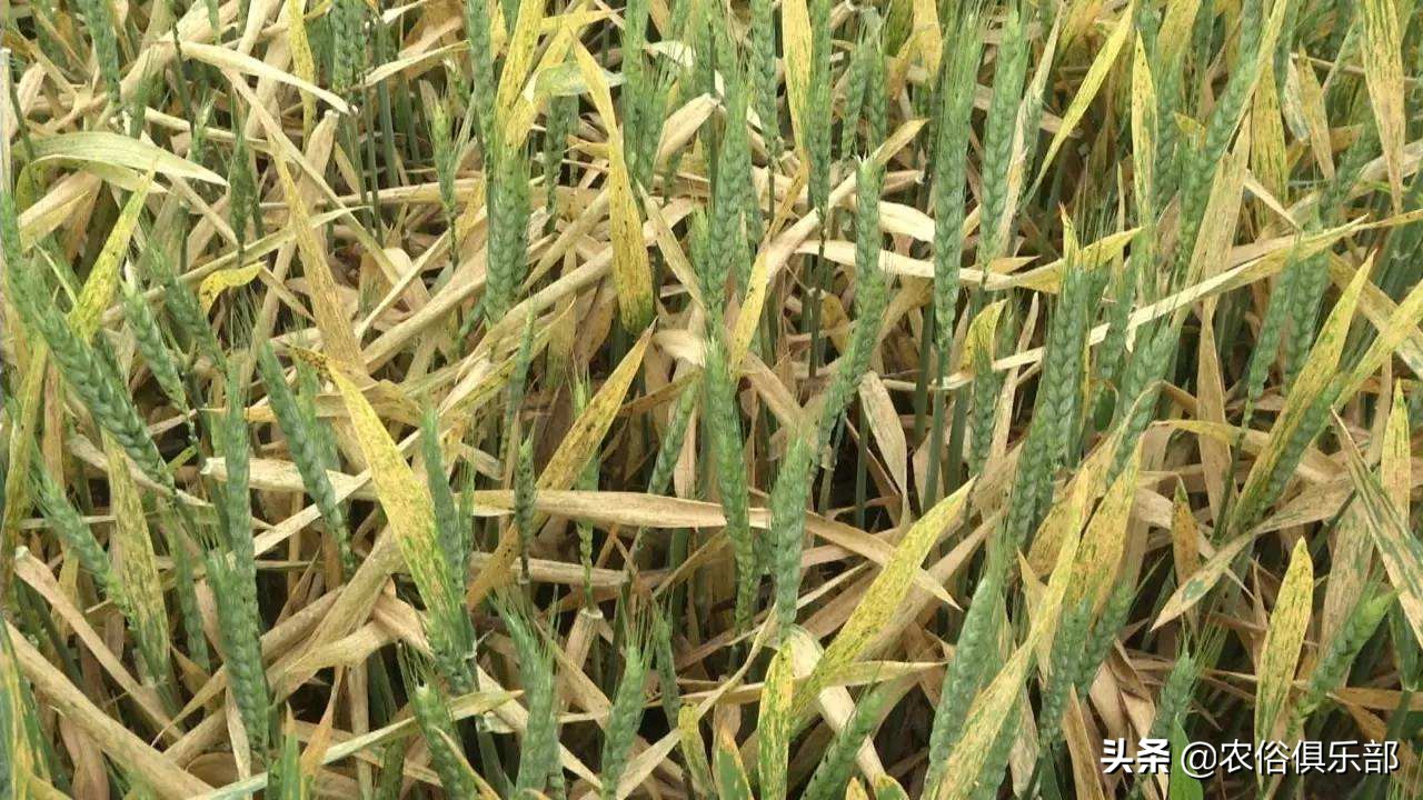 烧秸秆禁令原视频,秸秆禁烧禁抛的通告