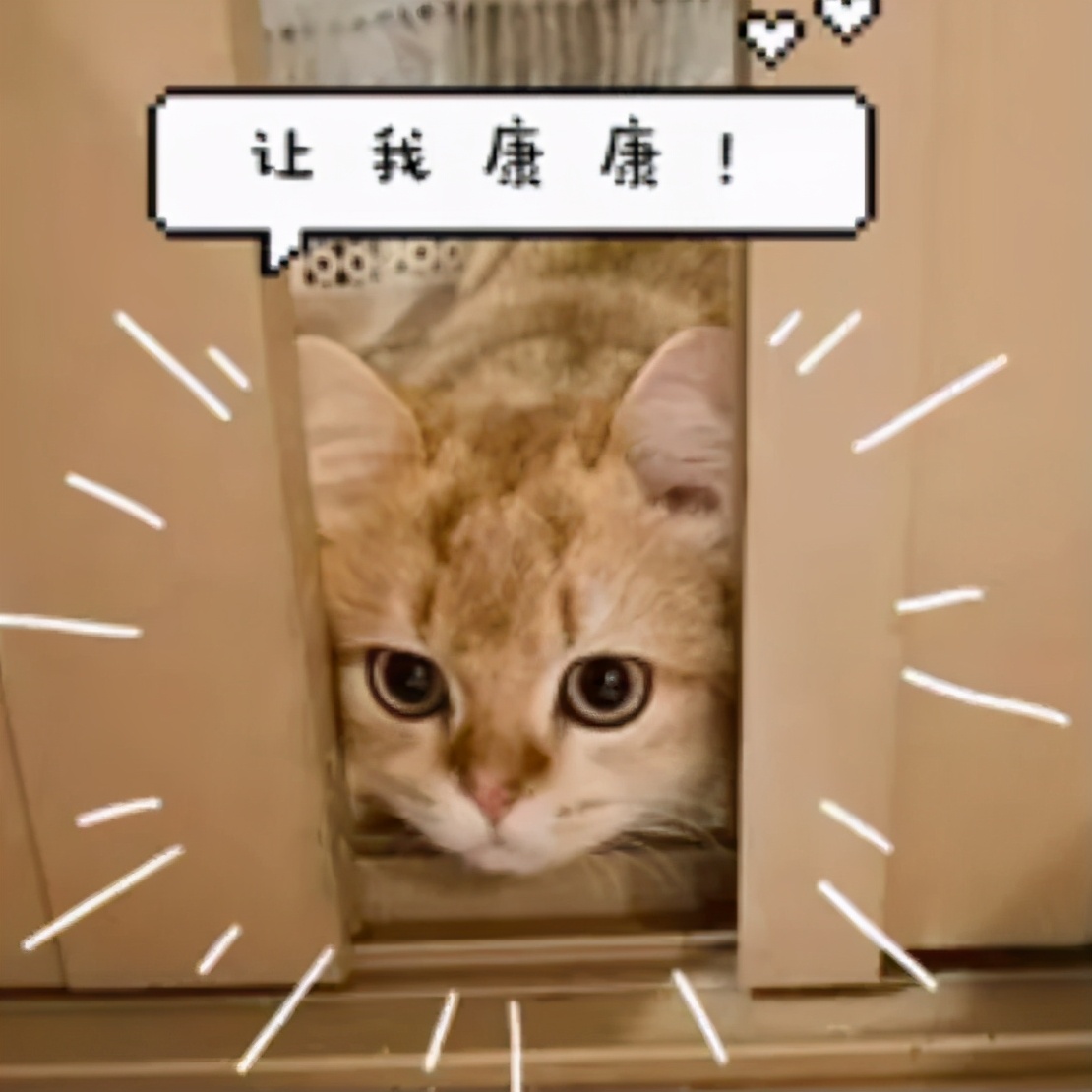 路边随便采野花,路边哪些草可以当猫草