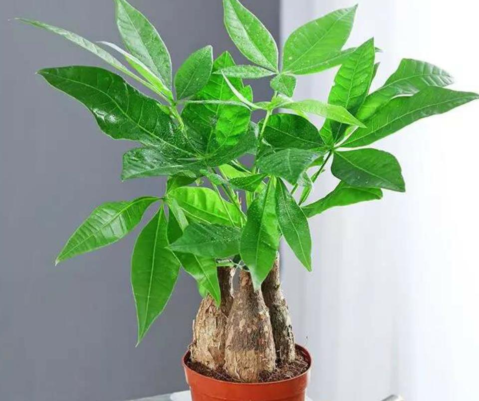 发财树黄叶怎么办五种方法,发财树黄叶落叶怎么挽救