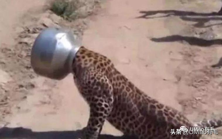 猫能被东西卡住动不了吗,猫好像被什么东西卡住一样