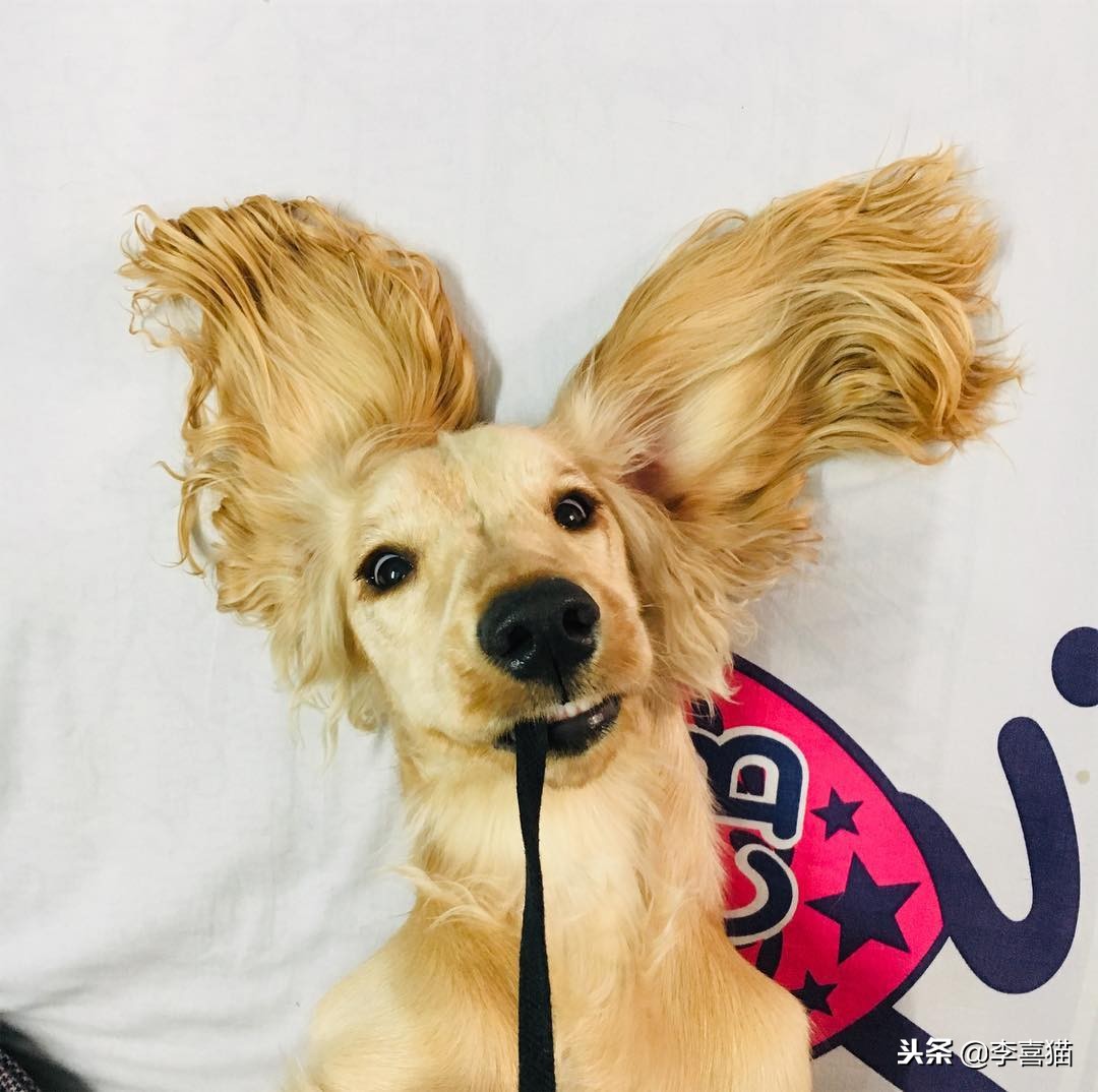 狗狗总是叫怎么治,狗狗总是叫人该怎么制止