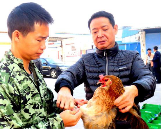 龙胜凤鸡竟“飞”入海鲜市场，“高规格”背后大有文章