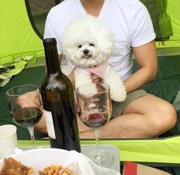 两个多月的比熊关围栏里养好吗,新手养比熊买公的好还是母的好