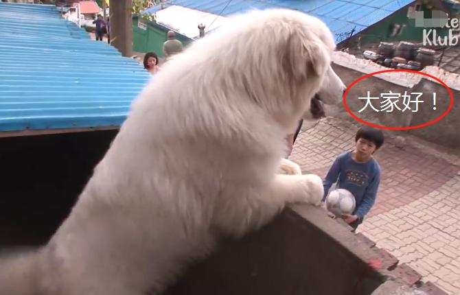 大白狗因“爱笑”成网红，还知道它很受欢迎，狗：我帅吗？