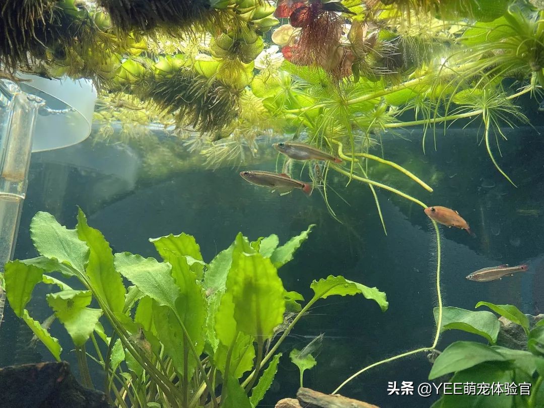 白云金丝鱼互动性好吗,白云金丝鱼是群游鱼吗