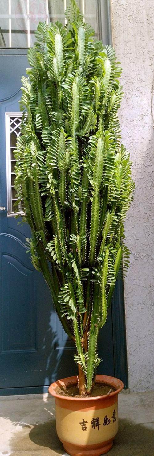 人养花一时养人一生,人养花同时花也养人