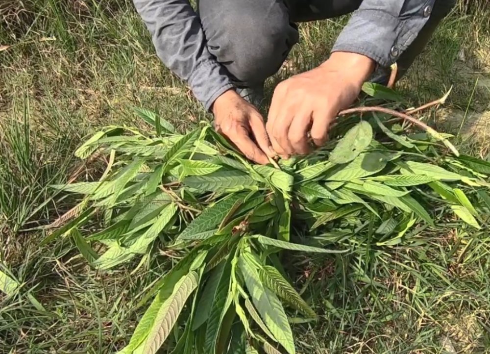 农村这种植物20年前用它治感冒,农村的哪种野草可治癌症