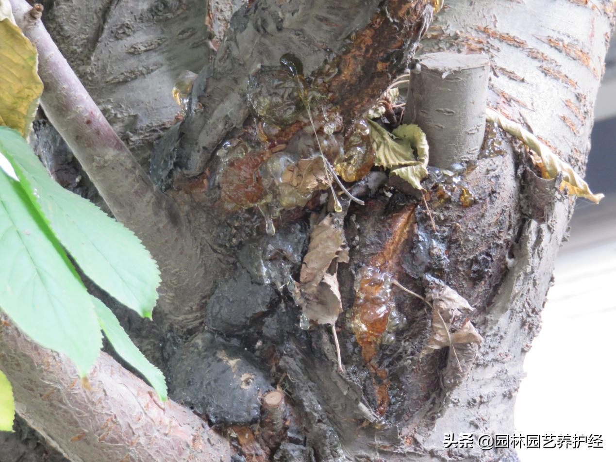 樱花流胶最佳治疗方法,樱桃流胶病防治