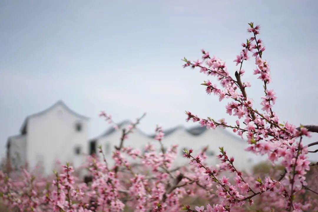 苏州赏花推荐景点有哪些,苏州赏花踏青攻略