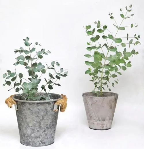 树袋熊吃尤加利吗,尤加利和树袋熊