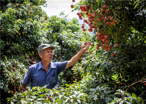 2023年镇隆荔枝开发了没有,茂名荔枝带动乡村振兴