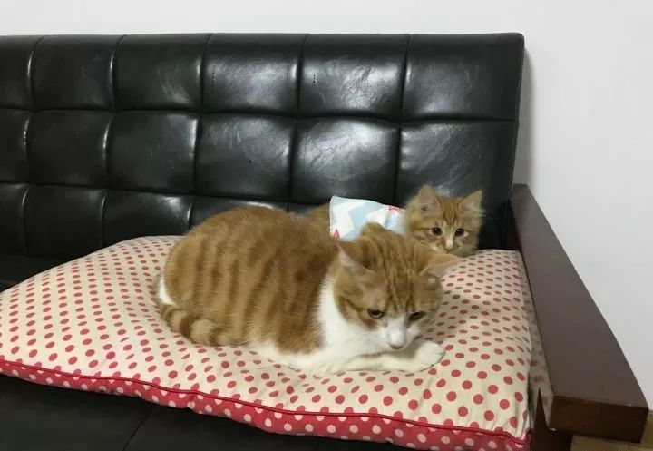 猫被蜱虫咬怎么办,被猫咬了之后怎么办