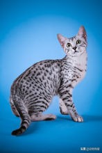 英国短毛猫有哪几种品种,你见过这样的英国短毛猫吗