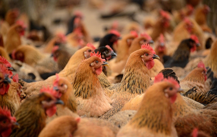 养鸡怎么控制鸡瘟,如何预防鸡病发病