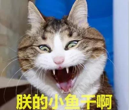 猫咪突然不爱吃猫粮了是怎么回事,猫咪突然不爱吃东西是什么原因