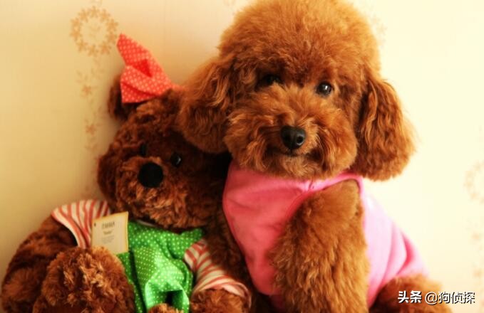 泰迪狗多大几岁可以配种泰迪交配注意事项