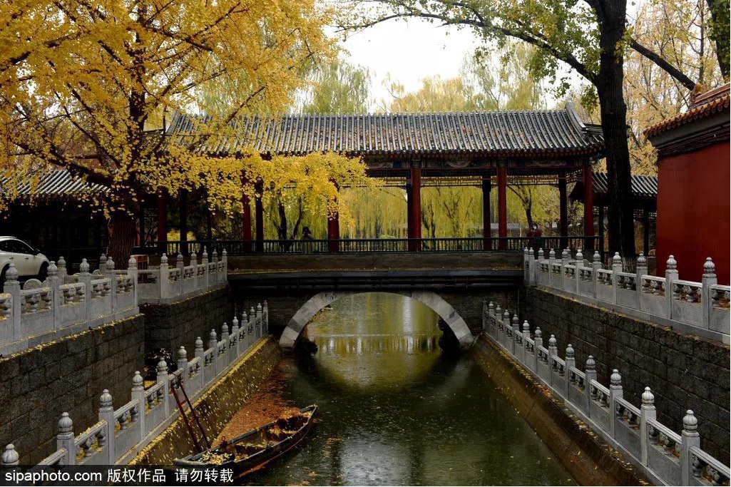 17处京城绝美银杏观赏点，看看有没有家门口的？