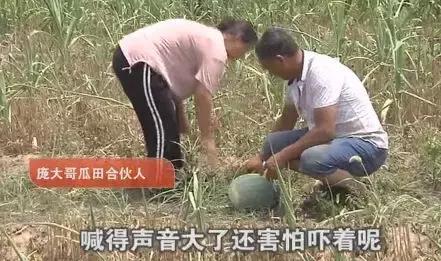 西瓜被偷倒赔偷瓜者300元,西瓜被偷瓜农却倒赔300给小偷