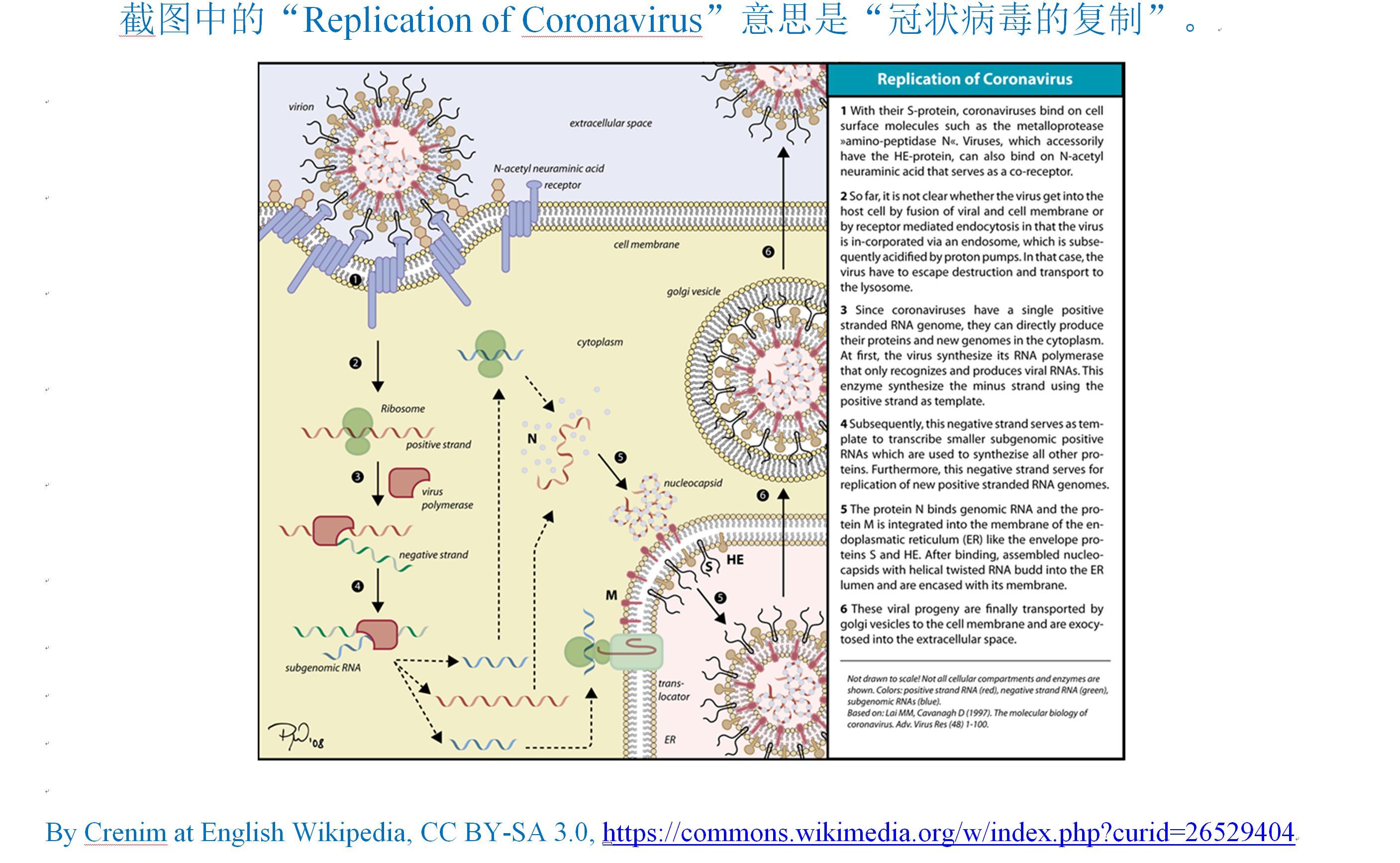 有关于新型冠状病毒的英语词组,冠状病毒英语单词怎么读