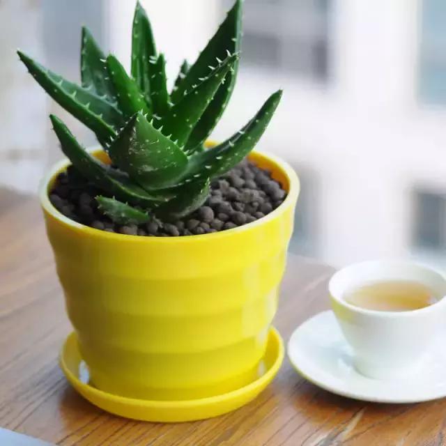 哪种植物花香助眠,安眠植物