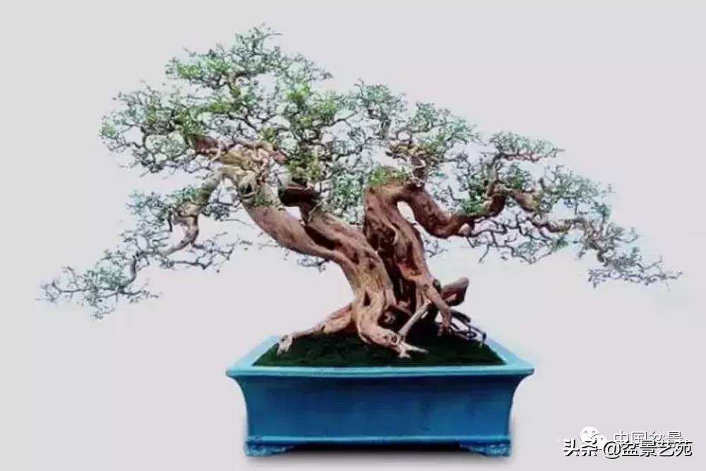 桩景类树种都有哪些,100种常见景观树种