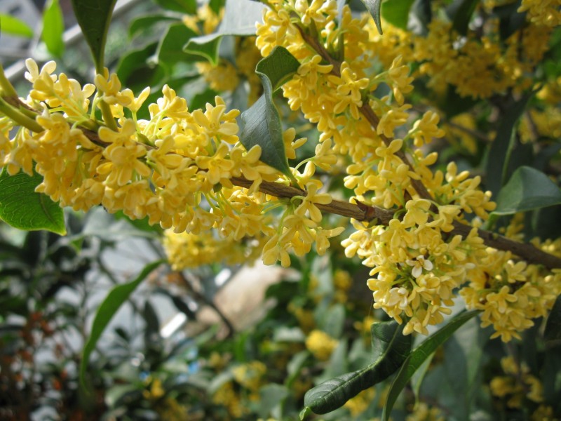 我眼中的桂花之美,我眼中的桂花之美作文