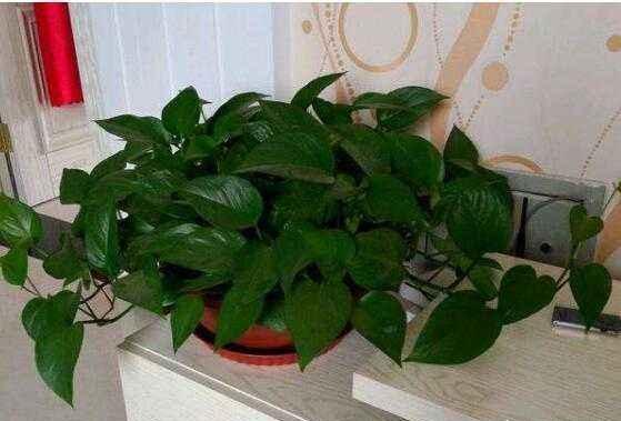 花不用肥买什么,有机肥和磷钾肥养花