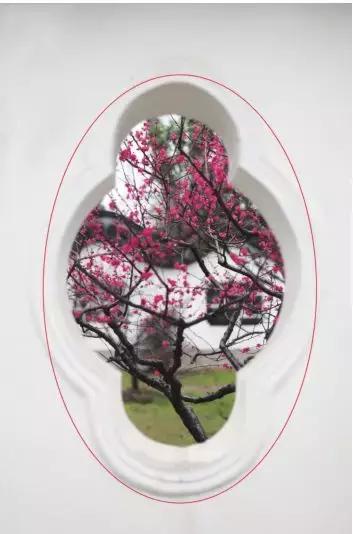 家养花卉摄影构图教程集锦,相机拍花卉拍照技巧和构图