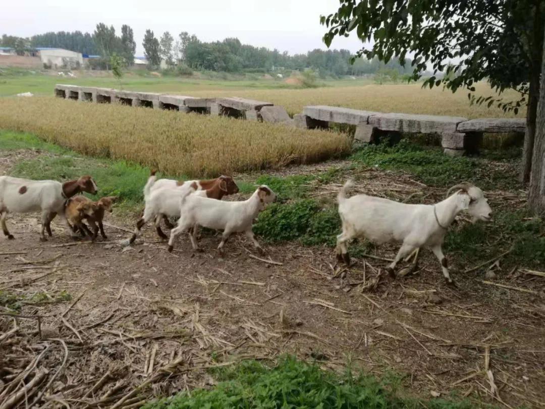 滕州故事：纪念高熙喆撰漷河永济桥碑文110周年（李庆）