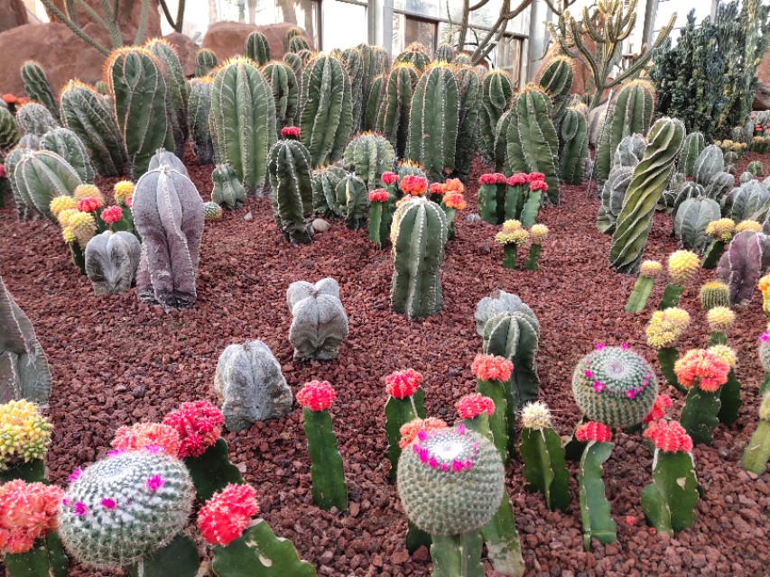 南通洲际绿博园春节免费吗,南通洲际绿博园有哪些免费项目