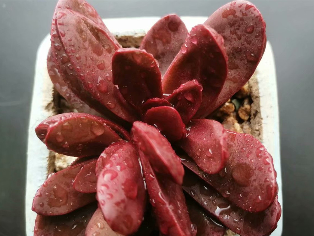 多肉想要变色怎么养,多肉早晚温差多大最容易上色