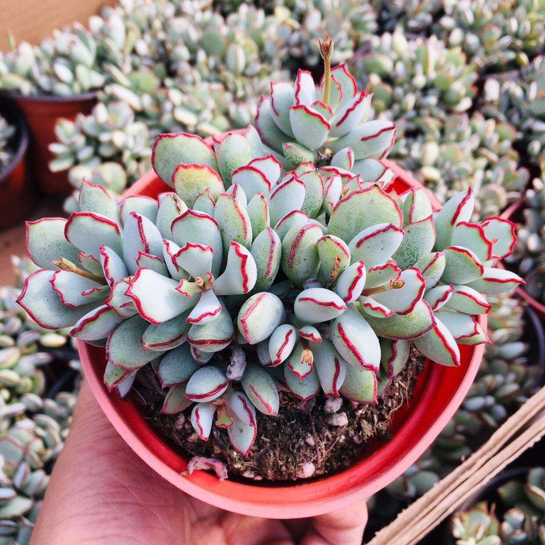 家庭多肉名字怎么取好看,给多肉起什么名字好听