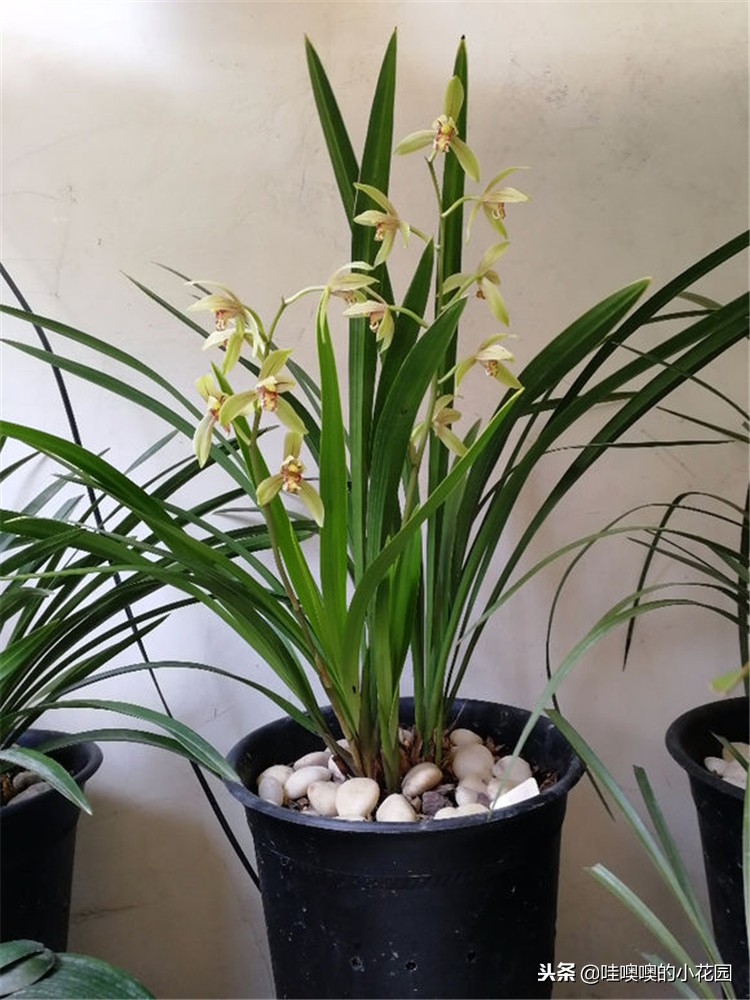 专治兰花黑斑,兰花的黑斑病用大蒜可以治疗吗