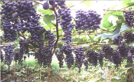 庭院常见的吉祥树,一