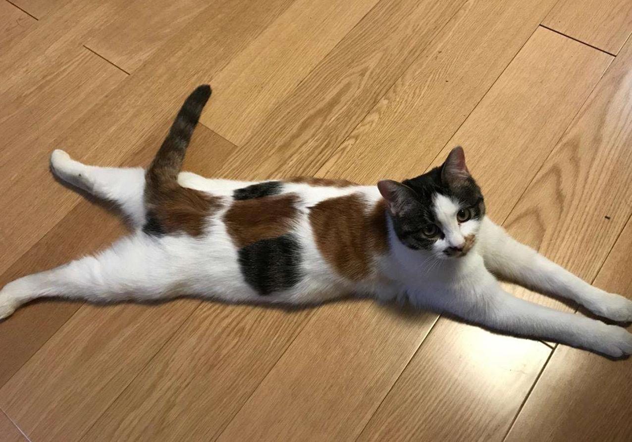 被猫抓伤确诊猫抓病,被猫咪抓了会得猫瘟吗