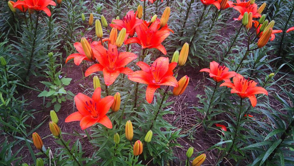 用尿浇蚂蚁窝,尿冲蚂蚁窝