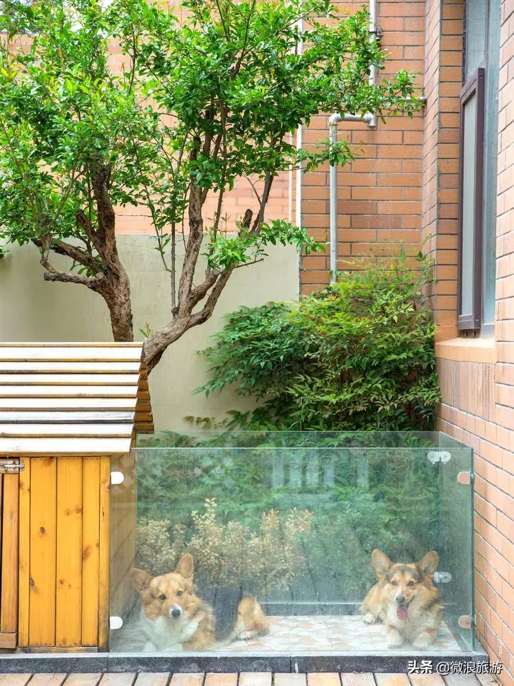 白鹭湾的“选美大赛”，谁是你心中最美的“姑娘”