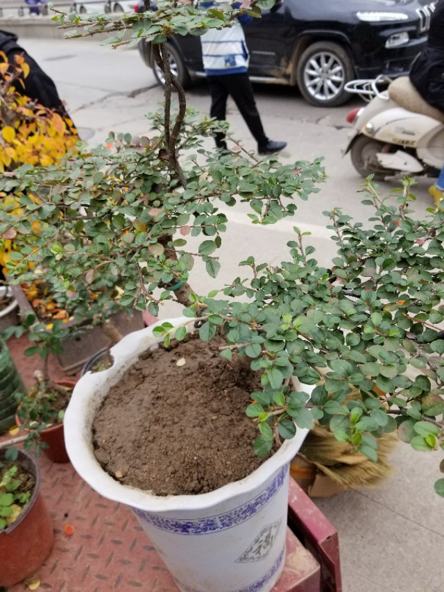 平枝栒子产地,最近卖平枝栒子