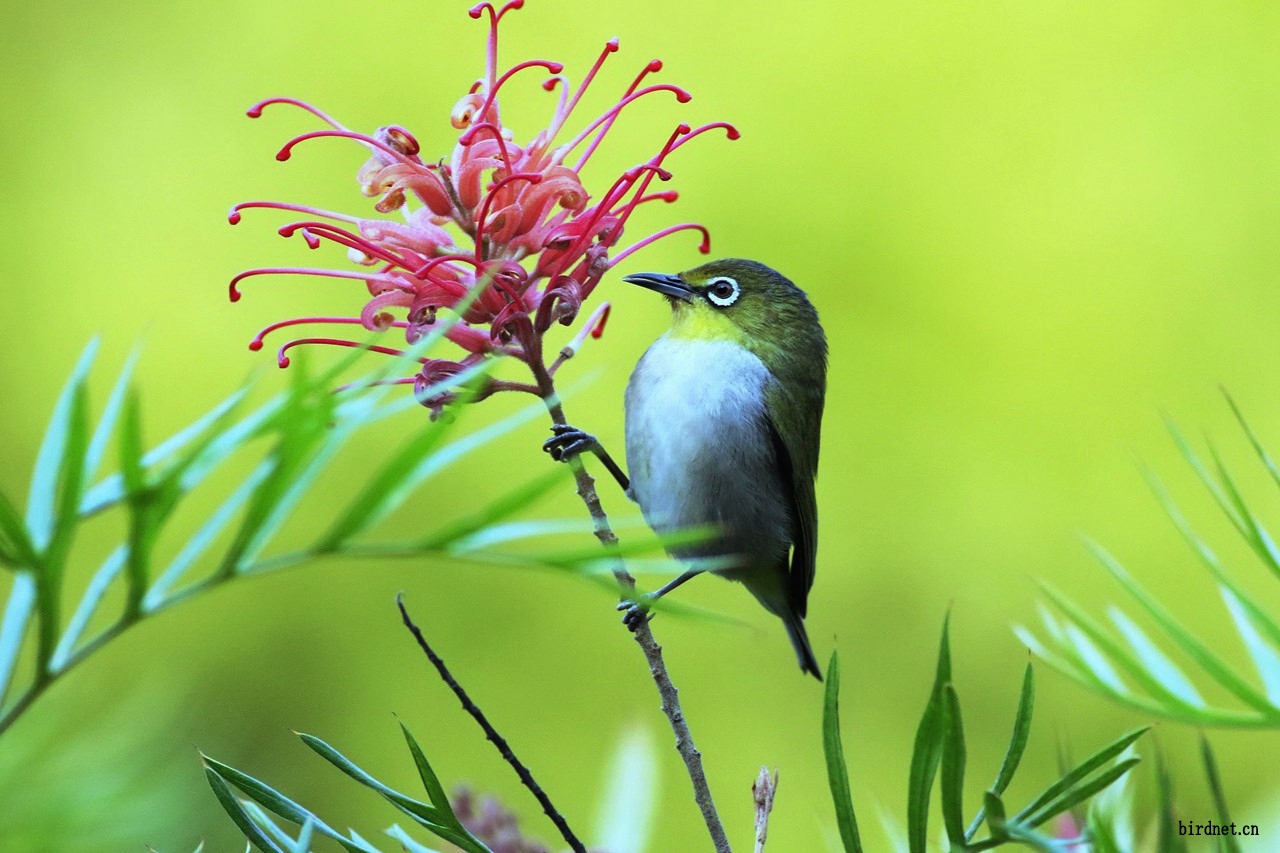 美丽的绣眼鸟,没有眼圈的绣眼鸟