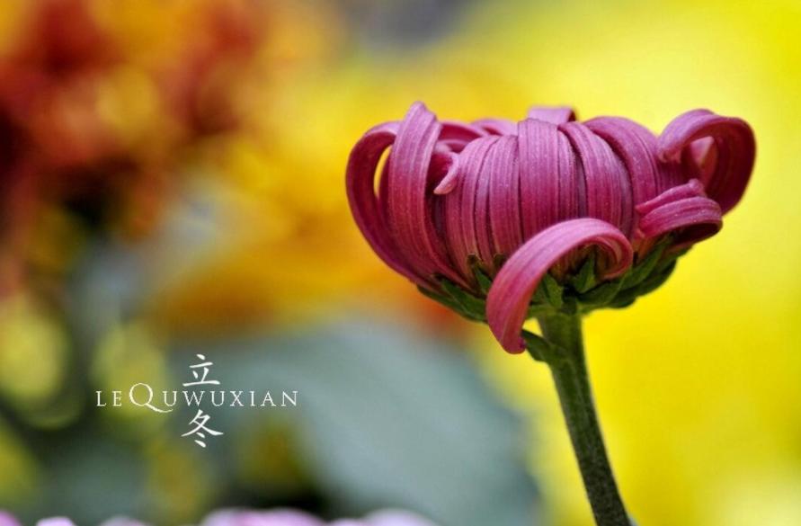 立冬的100首诗,凛冬将至北风呼啸