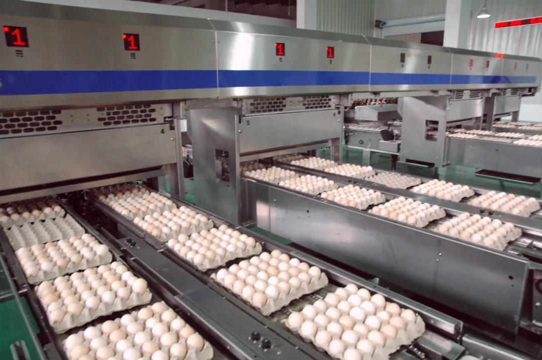 圣迪乐村鸡蛋10枚,圣迪乐村鸡蛋60枚价格