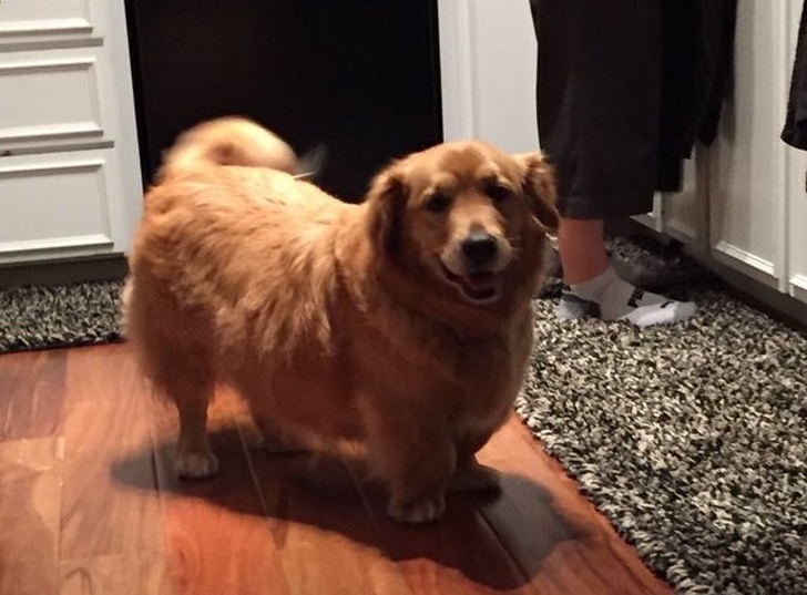 鐩樼偣鍚勪釜鐗瑰埆鐨勬潅浜や覆涓茬嫍,鍝簺瀹犵墿鐘覆涓茶捣鏉ユ洿濂界湅