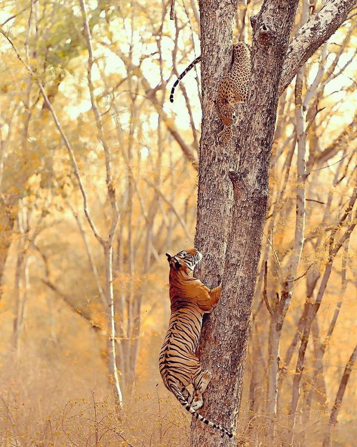 十只藏獒一只老虎能顶多久,一只老虎能战斗几只藏獒