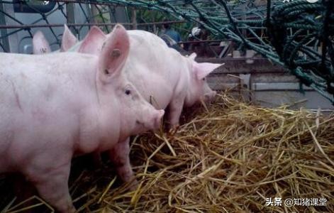 葡萄糖在养猪中的功效与作用,猪场用的葡萄糖是人用的吗