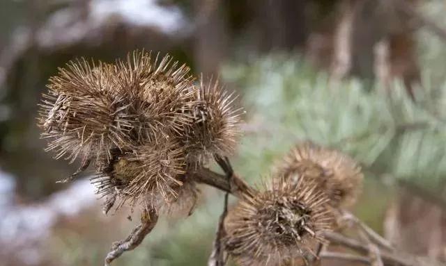 是药三分毒是否正确,中药泡酒的危害