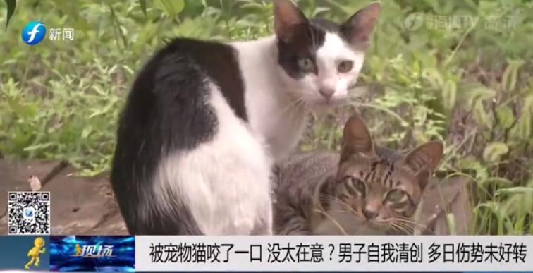 一个人在家里被大狗咬了,宠物猫咬主人一口主人被截肢